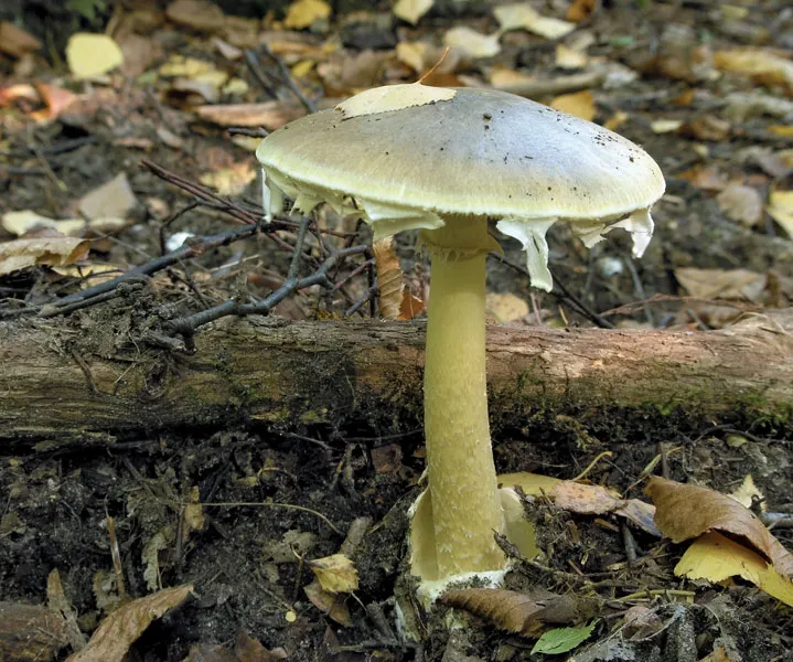 death-cap