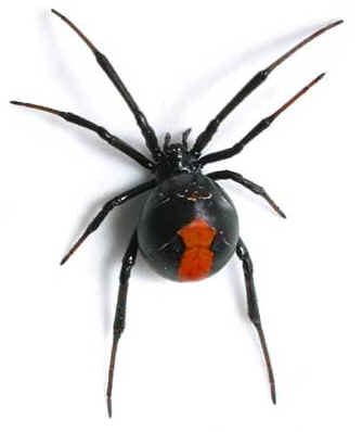 black-widow