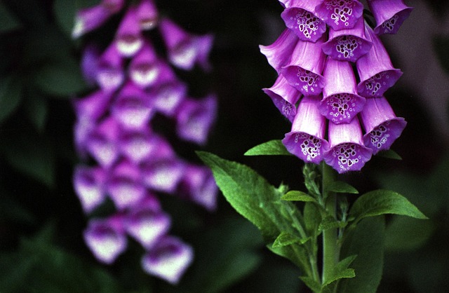 foxglove