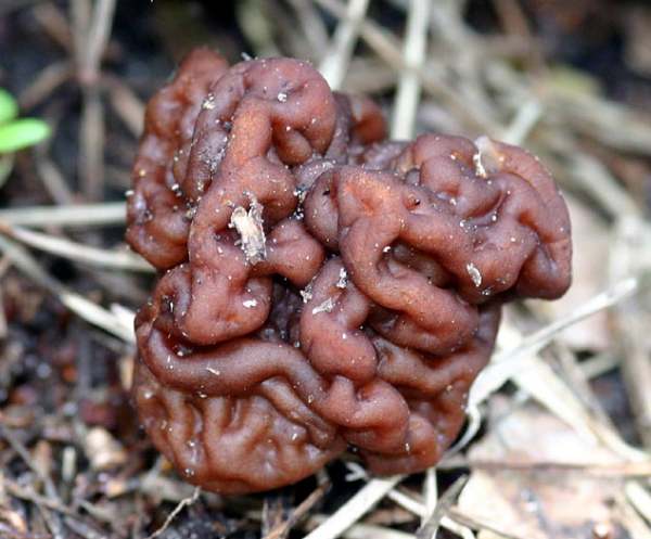 gyromitra