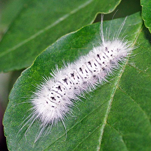 hickory-tussock