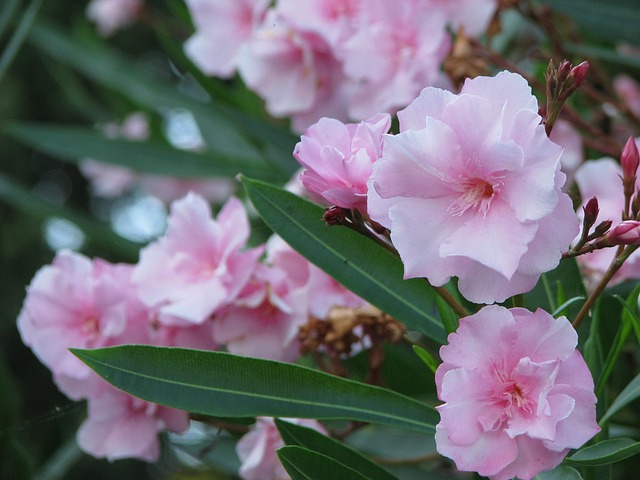 oleander