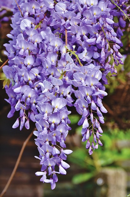 wisteria