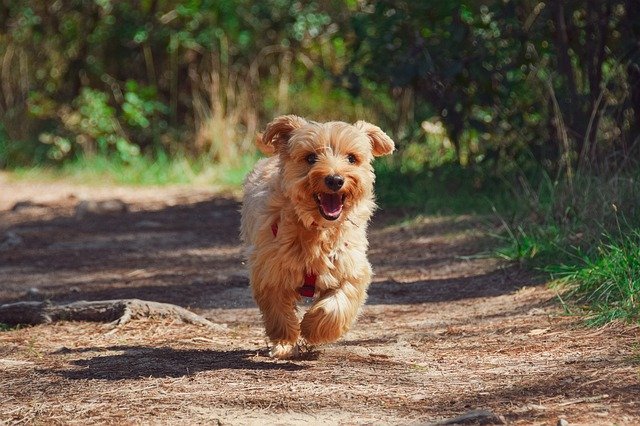 Little brown dog running