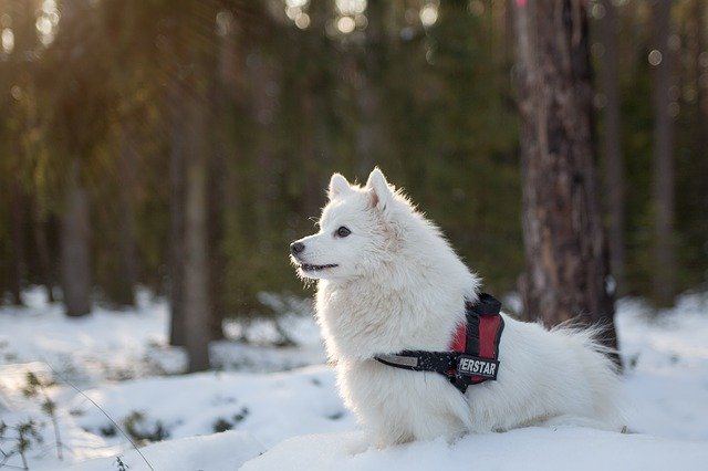 white snow dog