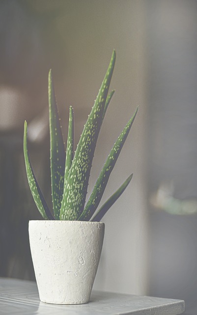 aloe plant