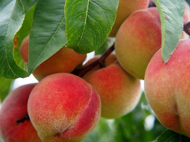 peaches